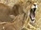 MUST WATCH: A Lioness Adopts a baby antelope. A short documentary that will open your eyes.