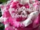 Hino CCB 360 - Cantado - Ó Rosa de Saron