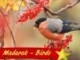 MADARAK - BIRDS