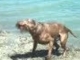  A kutyák is szeretik a strandot !