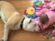 Vicious bulldog and his baby