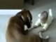 Dog hold baby's hand ( Boxer and baby make friends )