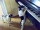 My Piano Playing Dog! lucky french bulldog