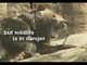 Wildlife warriorsconservation misic video