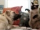 Angry Cat Punches a Dog