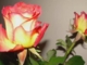 BONNIE TYLER - The Rose