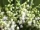 Tavasszal, ha kinyílnak a fehér gyöngyvirágok