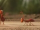De Lijn - Mieren