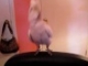 ORIGINAL VIDEO: Dancing Bird Teaches You How To Dougie