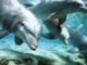 Relax Music _ Nature and Dolphins _ Natura e Delfini